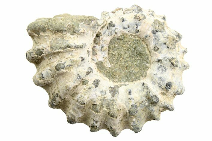 1 1/2" Tractor Ammonite (Douvilleiceras) Fossils - Photo 1